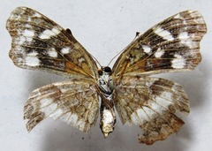 Anthanassa drusilla lelex