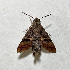 Macroglossum errans