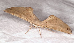 Parepisparis excusata