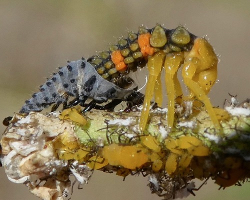 Nine-spotted Lady Beetle photographed in California