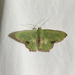 Metallochlora lineata