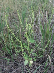 Chenopodium acuminatum