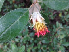Diplolaena dampieri