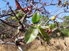 Hancornia speciosa