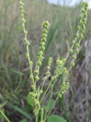 Chenopodium acuminatum