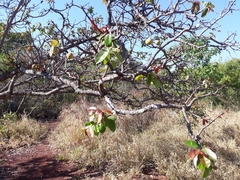 Hancornia speciosa