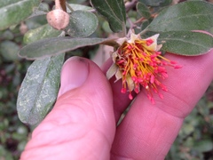 Diplolaena dampieri