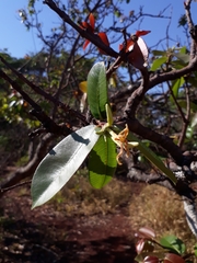 Hancornia speciosa