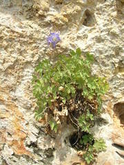 Aquilegia viscosa