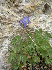 Aquilegia viscosa