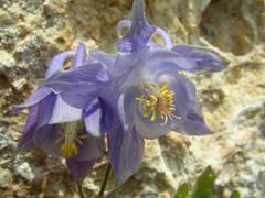 Aquilegia viscosa