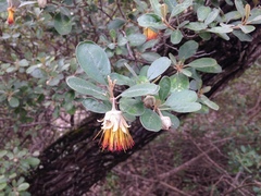 Diplolaena dampieri