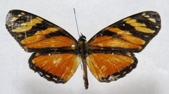 Eresia ithomioides alsina