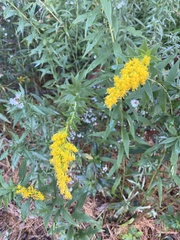 Solidago rugosa