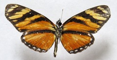 Eresia ithomioides alsina