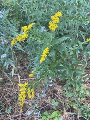 Solidago rugosa