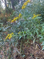 Solidago rugosa