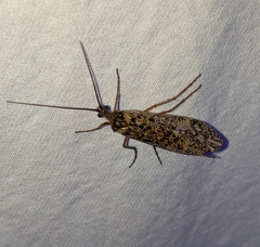 Clistoronia magnifica