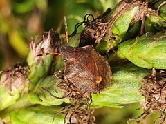 Peribalus strictus