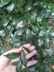 Lindera akoensis