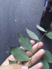 Lindera akoensis