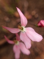 Stylidium petiolare