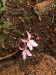 Stylidium petiolare
