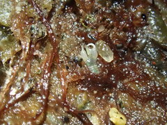 Hexapleomera urashima