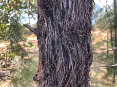 Allocasuarina inophloia