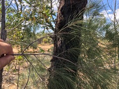 Allocasuarina inophloia