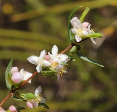 Lachnaea burchellii