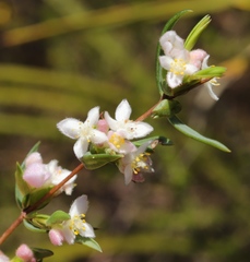 Lachnaea burchellii
