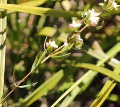 Lachnaea burchellii