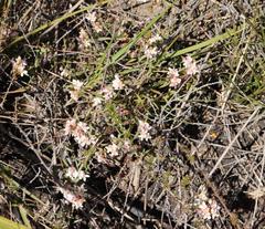 Lachnaea burchellii