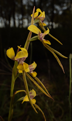 Diuris tricolor
