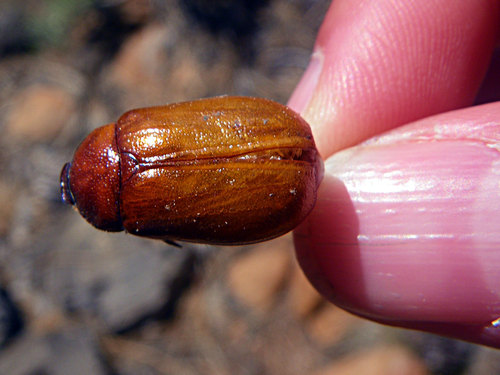 iNaturalist observation photo of June Beetles