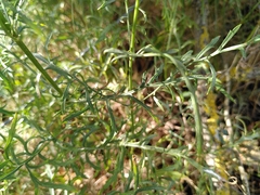 Cephalaria leucantha