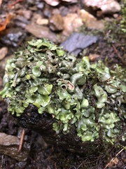 Dermatocarpon luridum