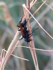 Prionyx subfuscatus