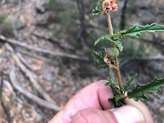Androcalva pedleyi