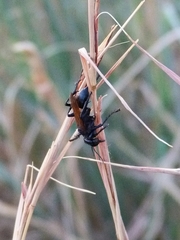 Prionyx subfuscatus