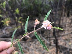 Androcalva pedleyi