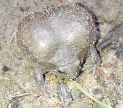 Uperodon globulosus