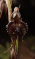 Pterostylis boormanii