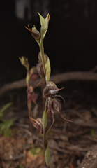 Pterostylis boormanii