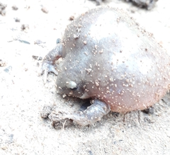 Uperodon globulosus