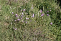 Calochortus striatus