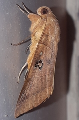 Thyas coronata