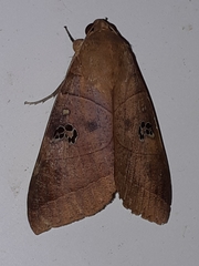 Thyas coronata