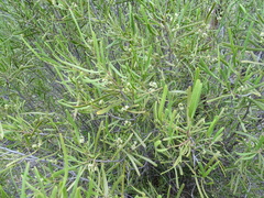 Geijera linearifolia